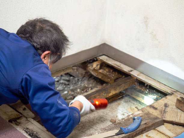 Best Attic Mold Removal  in , AL